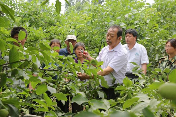 图为李保国在田间为田舍解说核桃栽培实用技术。